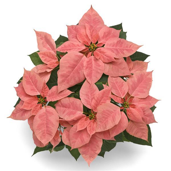 Poinsettia Pink Champagne - Bloom
