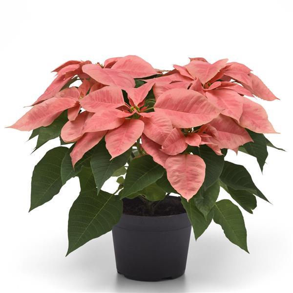 Poinsettia Other Pink Champagne - Container