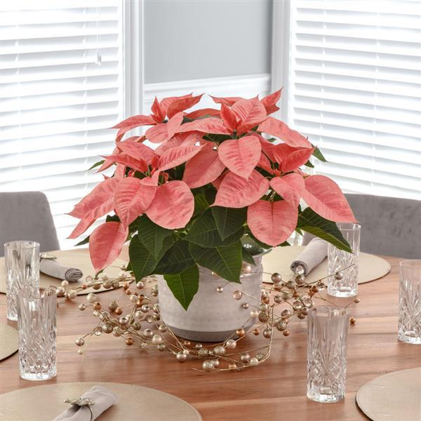 Poinsettia Other Pink Champagne - Displays