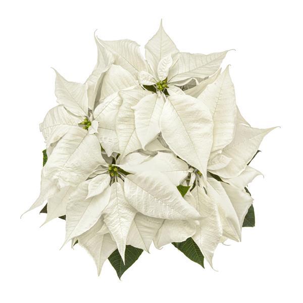Poinsettia White Christmas - Bloom