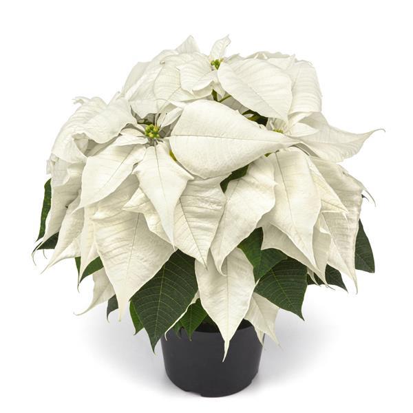 Poinsettia Other White Christmas - Container