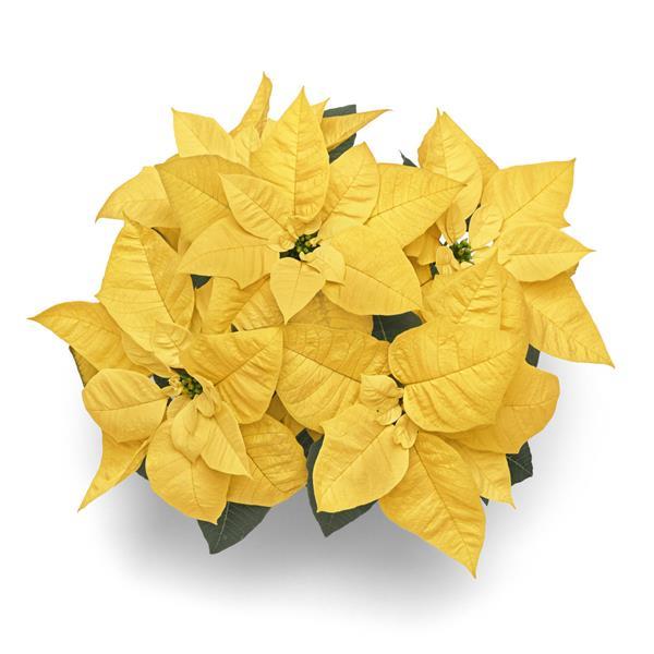 Poinsettia Lemon Glow - Bloom