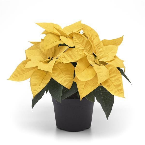 Poinsettia Other Lemon Glow - Container