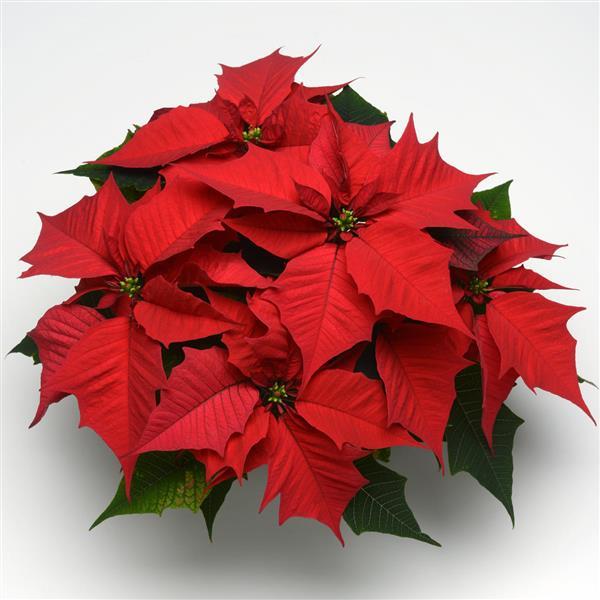 Poinsettia Holly Berry - Bloom