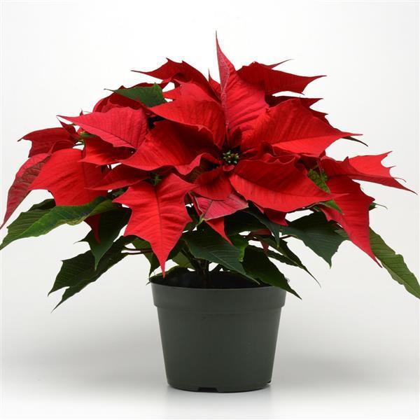 Poinsettia Other Holly Berry - Container