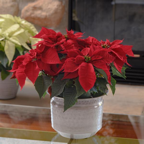 Poinsettia Other Holly Berry - Displays