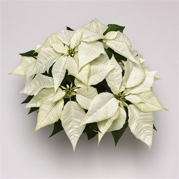 Poinsettia Brilliant White - Bloom
