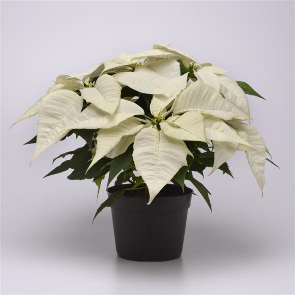Poinsettia Other Brilliant White - Container