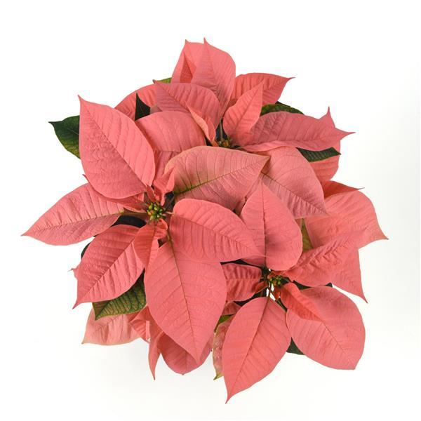 Poinsettia Peach Glow - Bloom