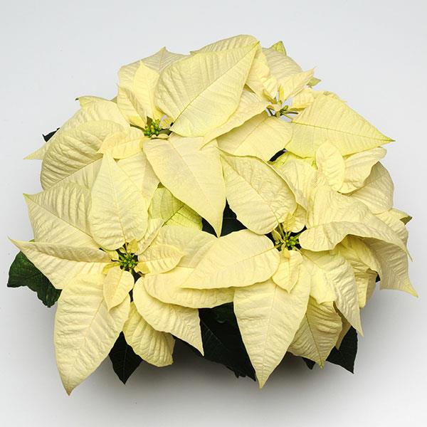 Poinsettia Candle Light White - Bloom