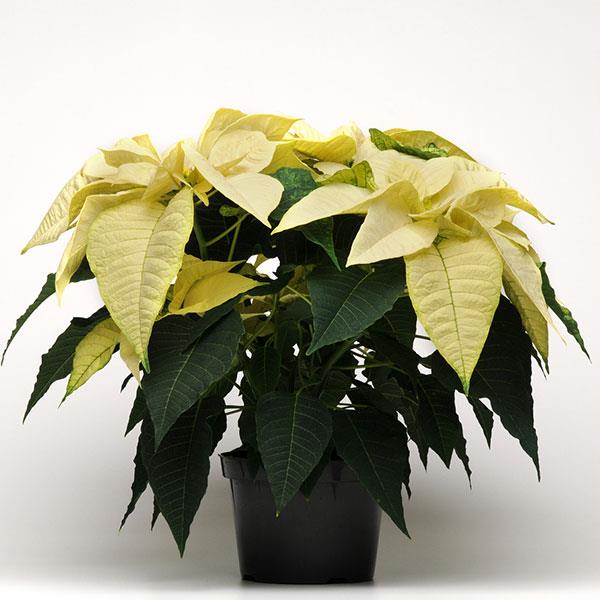 Poinsettia Other Candle Light White - Container