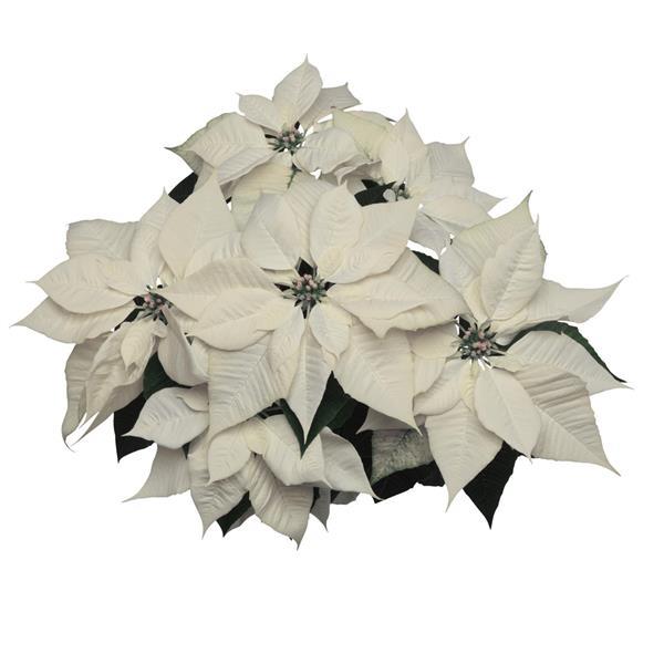 Poinsettia Other Alpina - Bloom