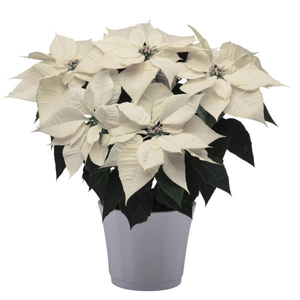 Poinsettia Other Alpina - Container
