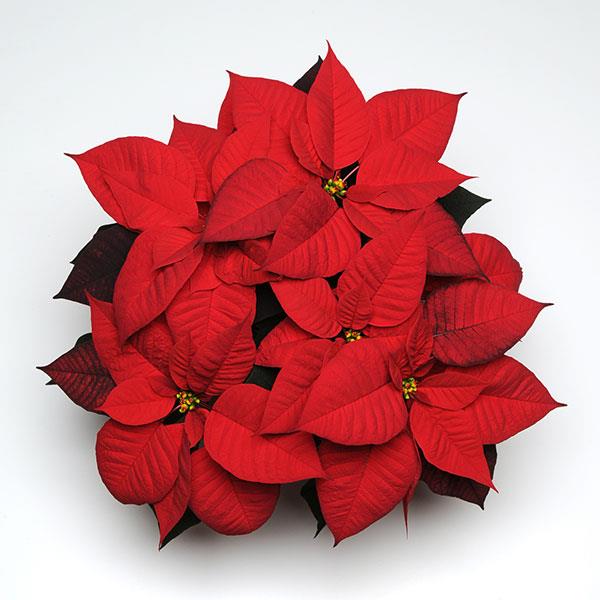 Poinsettia Christmas Day Red - Bloom