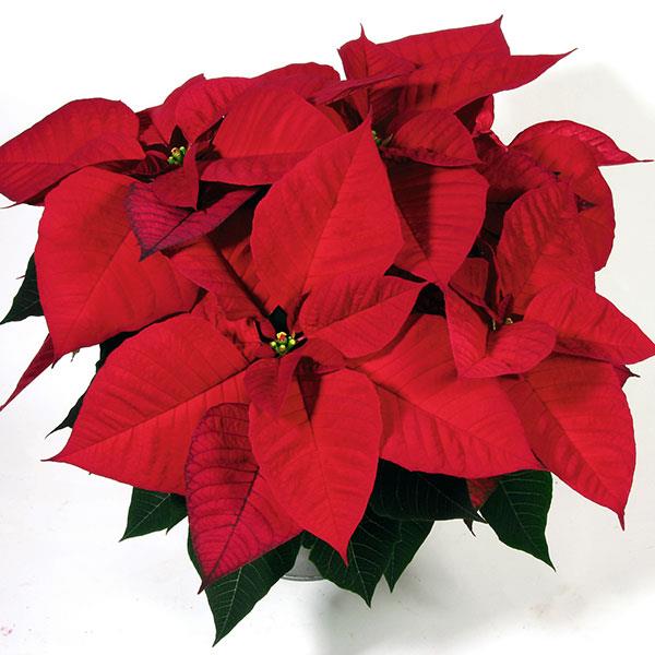 Poinsettia Christmas Eve Red - Bloom