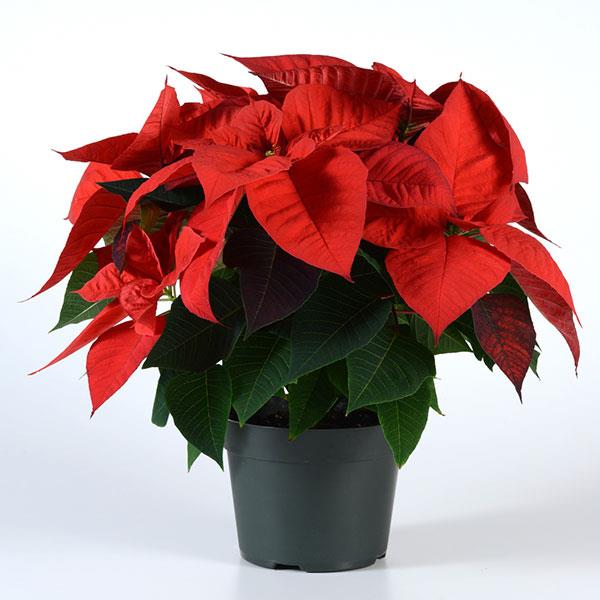 Poinsettia Other Christmas Eve Red - Container