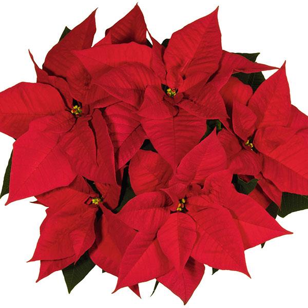 Poinsettia Other Noel Red - Bloom