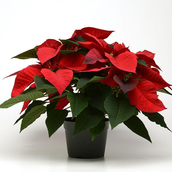 Poinsettia Other Noel Red - Container