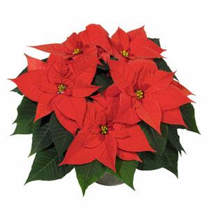 Poinsettia Christmas Glory - Bloom