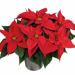 Poinsettia Christmas Joy - Bloom