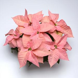 Poinsettia Christmas Ribbons - Bloom
