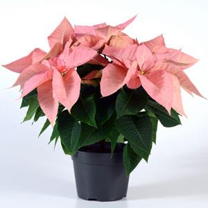 Poinsettia Other Christmas Ribbons - Container