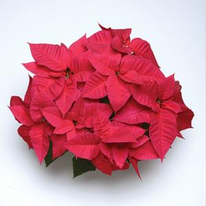 Poinsettia Christmas Glamour - Bloom