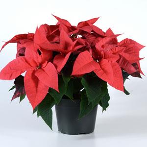 Poinsettia Other Christmas Glamour - Container