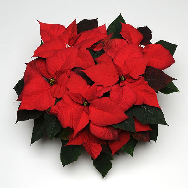 Poinsettia Christmas Tradition - Bloom