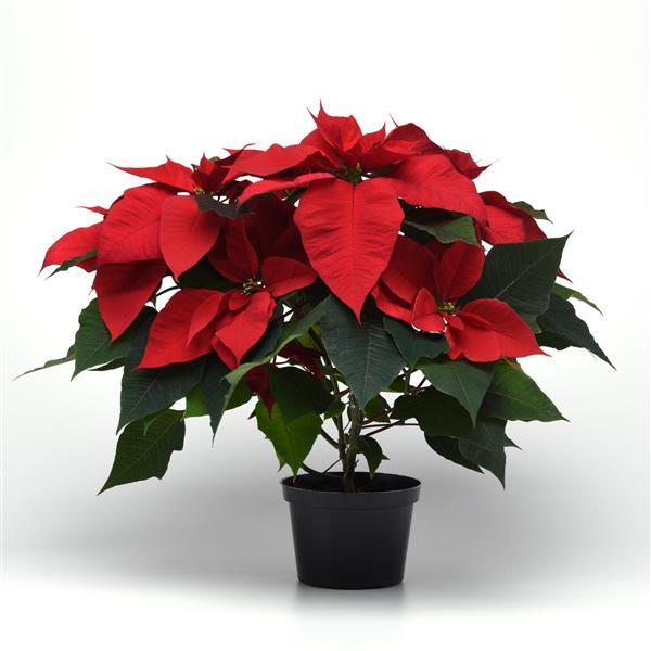 Poinsettia Other Christmas Tradition - Container