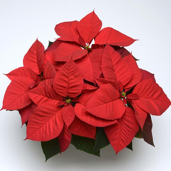 Poinsettia Christmas Aurora - Bloom
