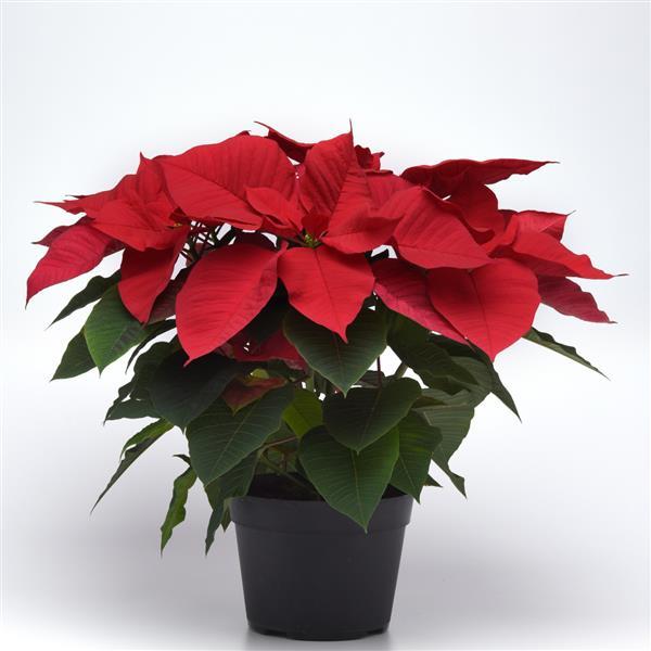 Poinsettia Other Christmas Aurora - Container