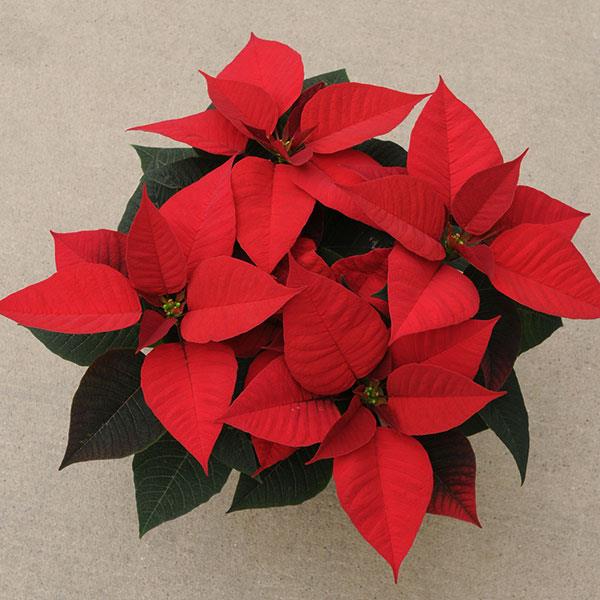 Poinsettia Christmas Morning - Bloom
