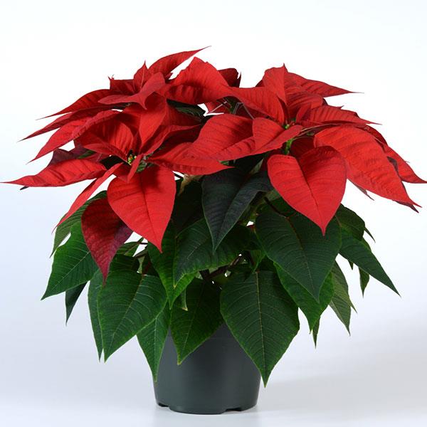 Poinsettia Other Christmas Morning - Container