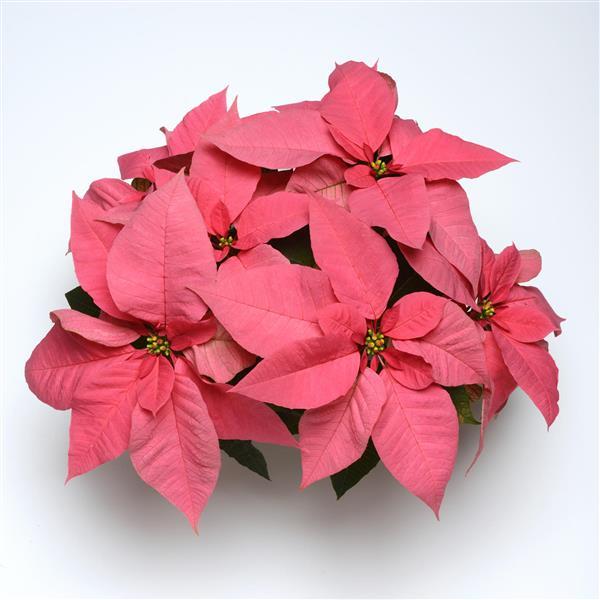 Poinsettia Christmas Party - Bloom