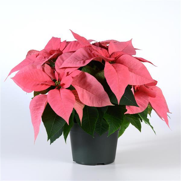 Poinsettia Other Christmas Party - Container
