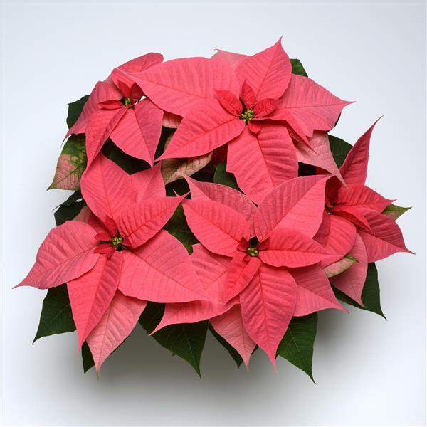 Poinsettia Christmas Lights - Bloom