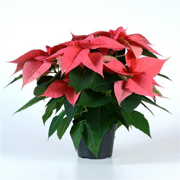 Poinsettia Other Christmas Lights - Container