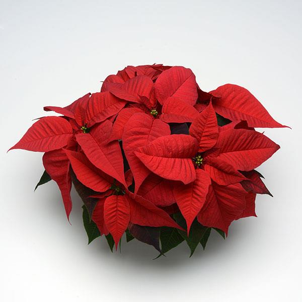 Poinsettia Christmas Spirit - Bloom