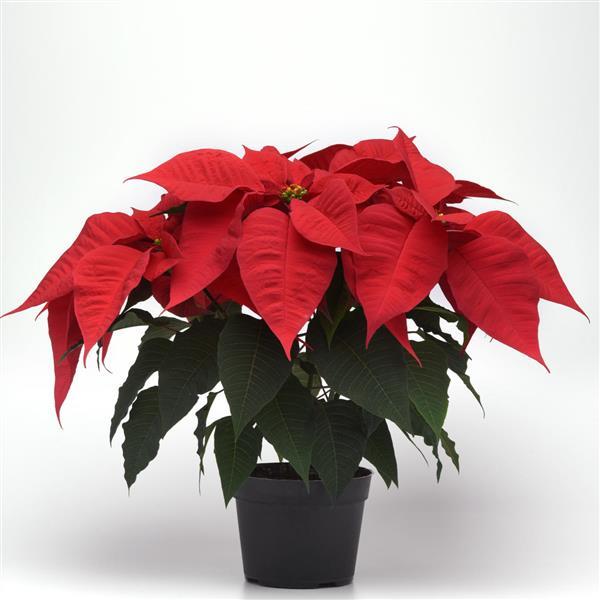 Poinsettia Other Christmas Spirit - Container