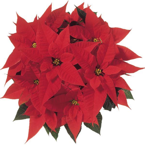 Poinsettia Christmas Angel - Bloom
