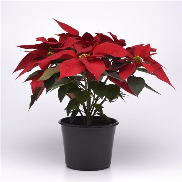 Poinsettia Other Christmas Angel - Container