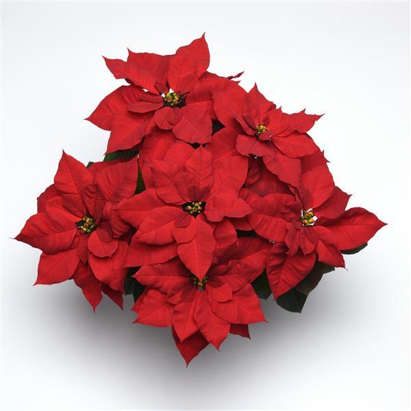 Poinsettia Christmas Bells® - Bloom