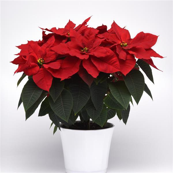 Poinsettia Other Christmas Bells - Container