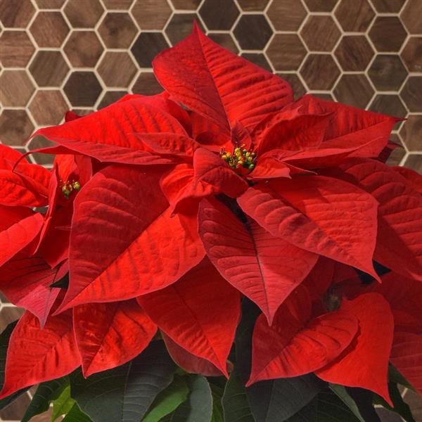 Poinsettia Christmas Chorus - Bloom