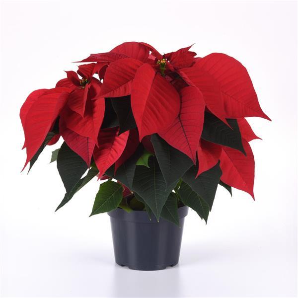 Poinsettia Other Christmas Chorus - Container