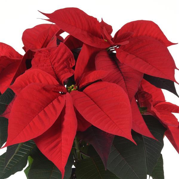 Poinsettia Christmas Song - Bloom