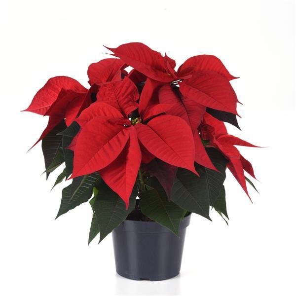 Poinsettia Other Christmas Song - Container
