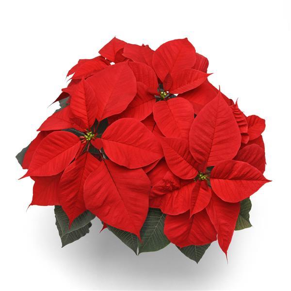 Poinsettia Christmas Candle - Bloom