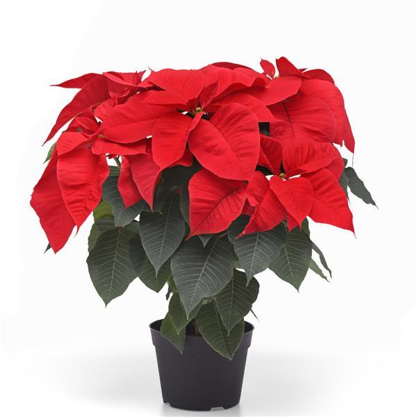 Poinsettia Other Christmas Candle - Container